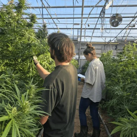 Are you ready for the new era? Explore how cannabis interstate commerce changes the game and what Glass House signals for the future. Don’t miss out!