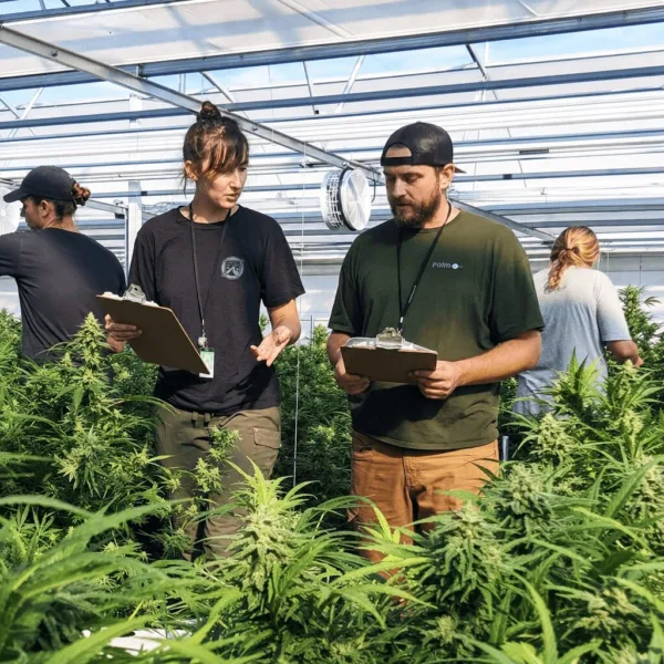 Chico Commercial Cannabis Boom: What’s Fueling the City’s Green Revolution? Ready for what's next? See how Chico commercial cannabis is changing the local business scene—insider insights, major moves, and what's at stake.