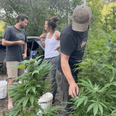 Curious about the Covelo marijuana grow shooting? Discover how three arrests unraveled a shocking story at a secret cannabis site. Read the gripping details.