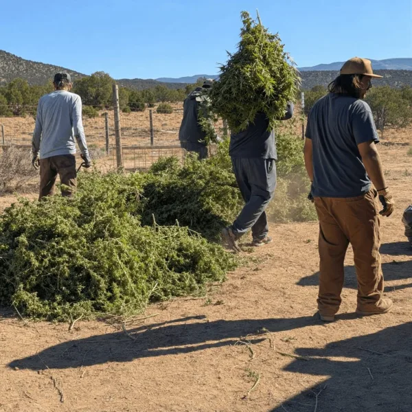 Illegal cannabis destruction New Mexico is making headlines—discover surprising stats and what it means for your community. Ready to uncover the facts?