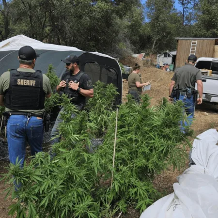 Get inside the bold moves of illegal cannabis enforcement—discover how MCSO and federal partners are taking action. Ready for the full story? Click now!