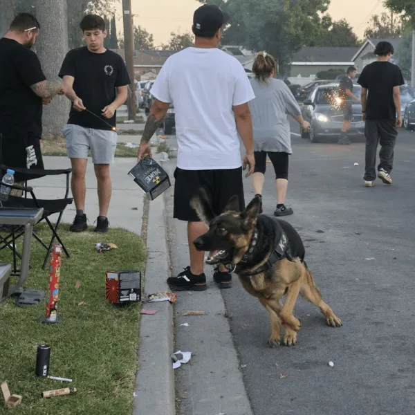 Discover the truth behind the K-9 death fireworks incident. What really happened, and why is everyone talking? Click to uncover all the details now.