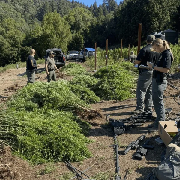Mendocino Illegal Cannabis Raids: Field Busts, Stirred Debates, and Industry Insight Get the inside story on Mendocino illegal cannabis raids—discover what 173,000 plants and 26 guns mean for the county. Click for explosive details.