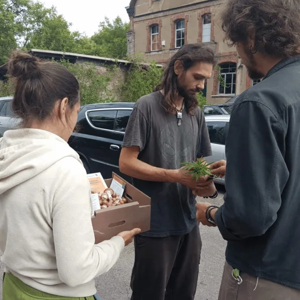 Discover the real story behind the Philomath psilocybin ban. Is your community's future at stake? Dive deep for the surprising truths and local perspectives.