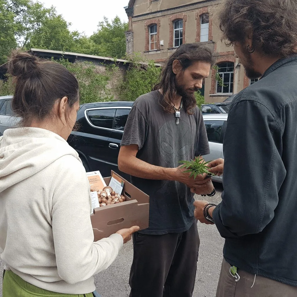 Philomath Psilocybin Ban: What the Crackdown Means for Local Culture Discover the real story behind the Philomath psilocybin ban. Is your community's future at stake? Dive deep for the surprising truths and local perspectives.