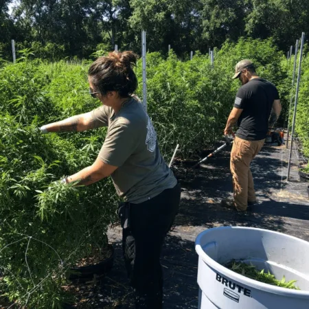 Seminole marijuana employees indicted! Discover the untold story behind the charges. What really happened at this cannabis farm? Get the explosive details now.