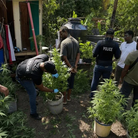 Don’t miss the full story behind the St. Thomas marijuana arrest. What happened during the major grow operation bust? Click to get the breaking details now.