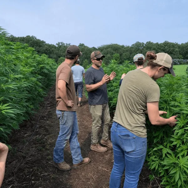 Wisconsin Hemp Safeguards: Bold Moves for Farmers & Industry in 2024 Discover how Wisconsin hemp safeguards could reshape the industry. Uncover what Evers proposes and why it could change everything. Find out more now.
